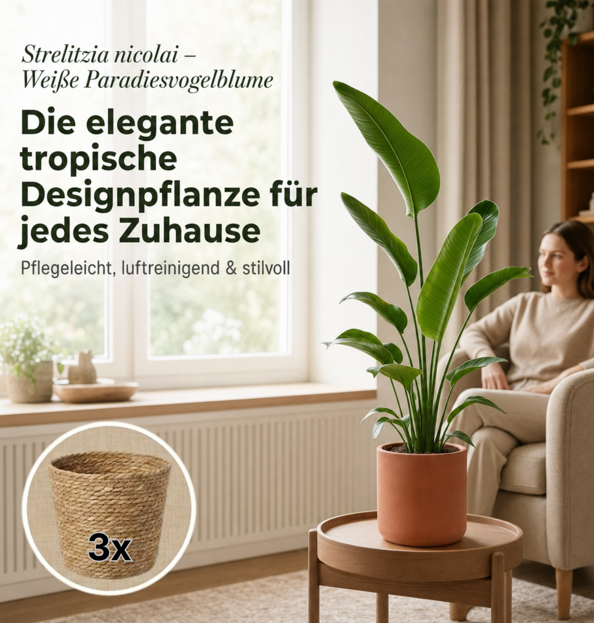 Weiße Paradiesvogelblume + 3x Seegraskorb | 3er-Set | Strelitzia Nicolai | ca. 45-55 cm | Ø 12-15 cm Topf
