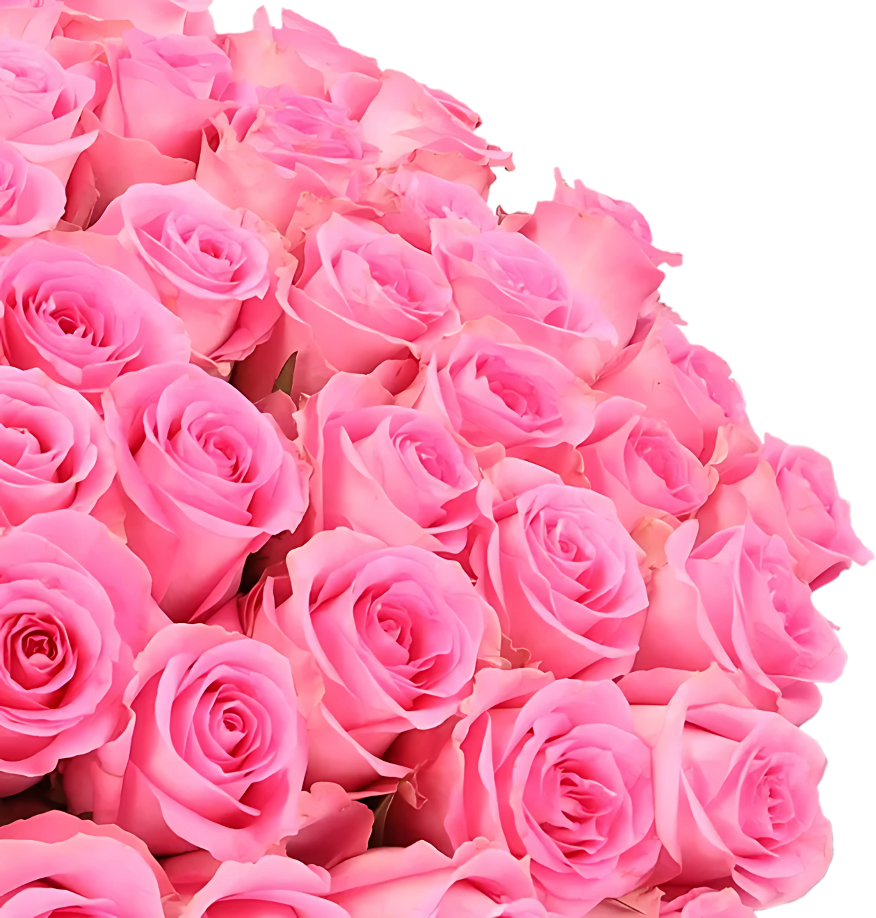 70 pinke Rosen