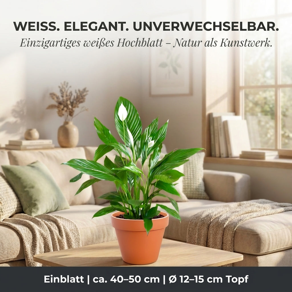 Einblatt + 2x Zinktopf | 2er-Set | Spathiphyllum | ca. 40-50 cm | Ø 12-15 cm Topf