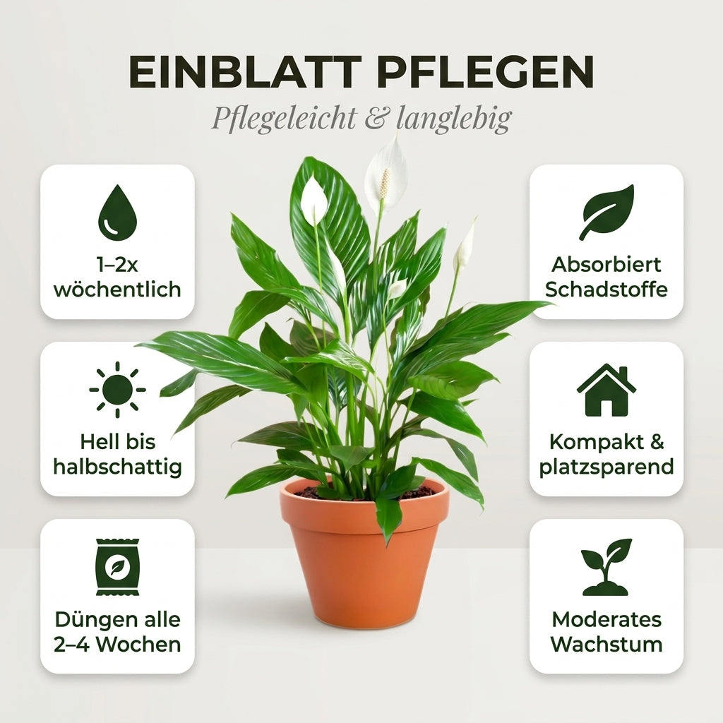 Einblatt + 2x Zinktopf | 2er-Set | Spathiphyllum | ca. 40-50 cm | Ø 12-15 cm Topf