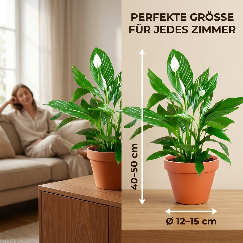 Einblatt + 3x Zinktopf | 3er-Set | Spathiphyllum | ca. 40-50 cm | Ø 12-15 cm Topf