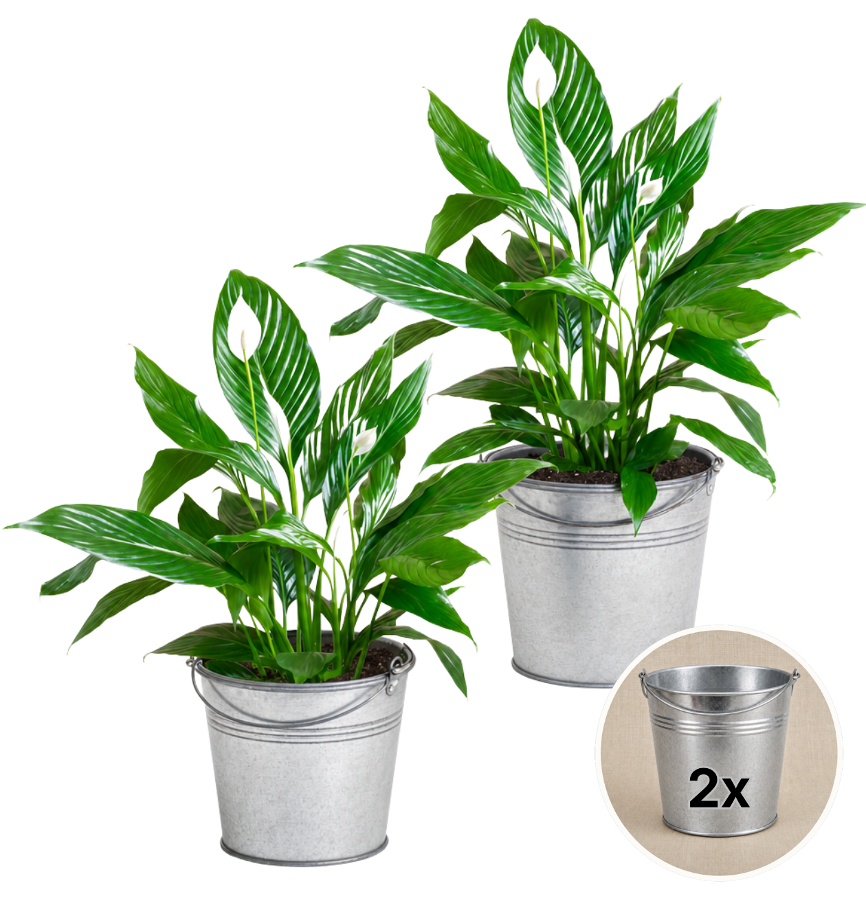Einblatt + 2x Zinktopf | 2er-Set | Spathiphyllum | ca. 40-50 cm | Ø 12-15 cm Topf