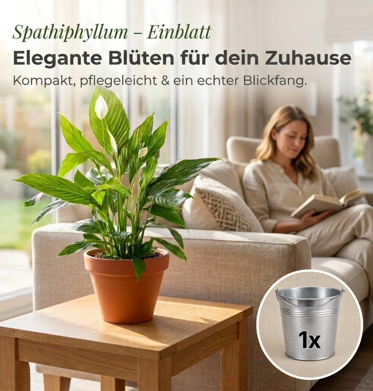 Einblatt + 1x Zinktopf | Spathiphyllum | ca. 40-50 cm | Ø 12-15 cm Topf