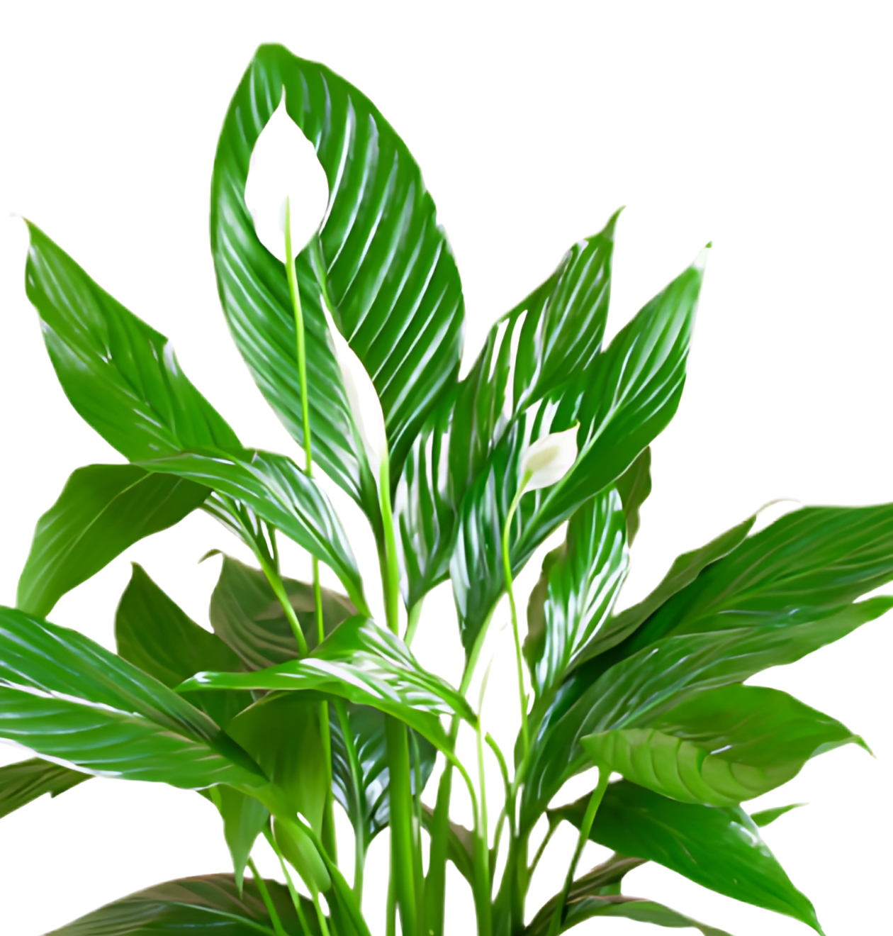 Einblatt | Spathiphyllum | ca. 40-50 cm | Ø 12-15 cm Topf