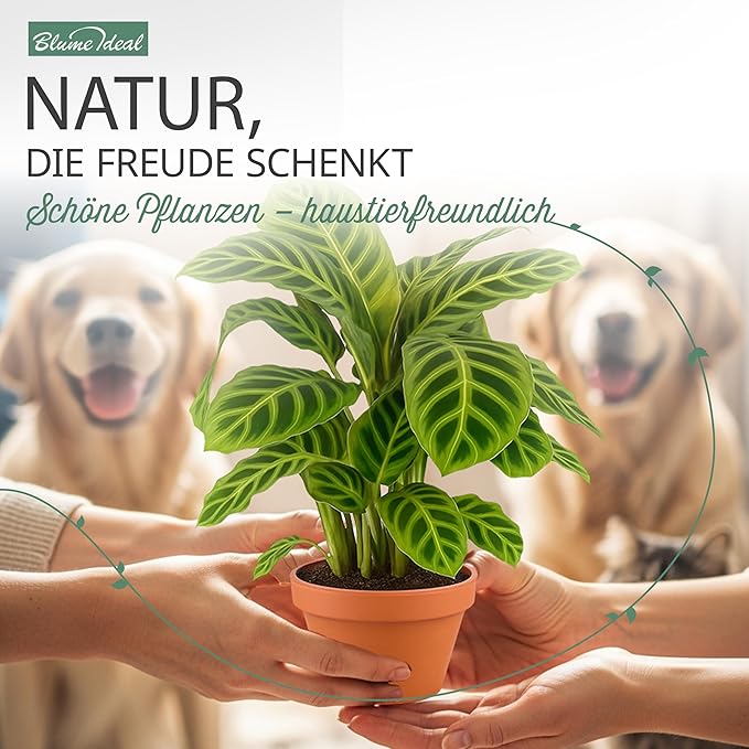 “Tierfreund” Pflanzen-Set + 6x Cremefarbener Zinktopf | 6er-Set | ca. 30-60 cm | Ø 12-15 cm Topf