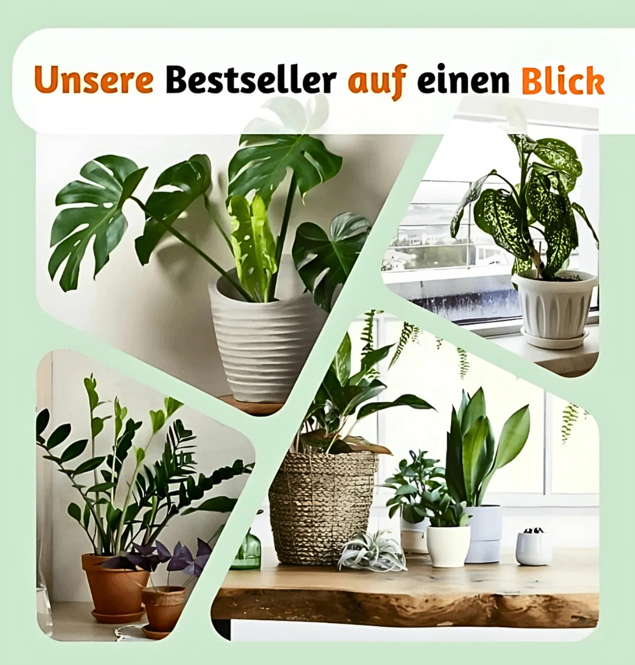Bergpalme | 2er-Set | Chamaedorea elegans | ca. 40-45 cm | Ø 12-15 cm Topf