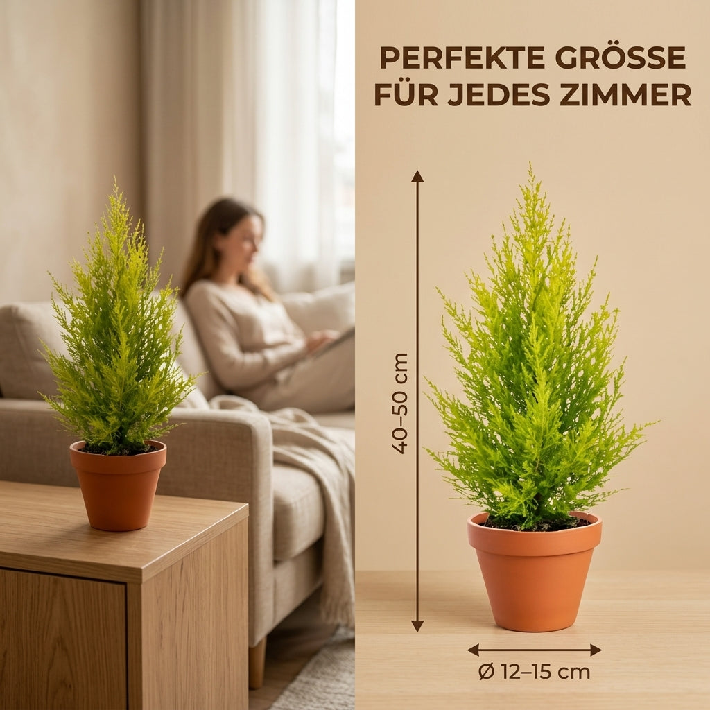 Zimmerzypresse + 2x Zinktopf | 2er-Set | Goldcrest | ca. 40-50 cm | Ø 12-15 cm Topf