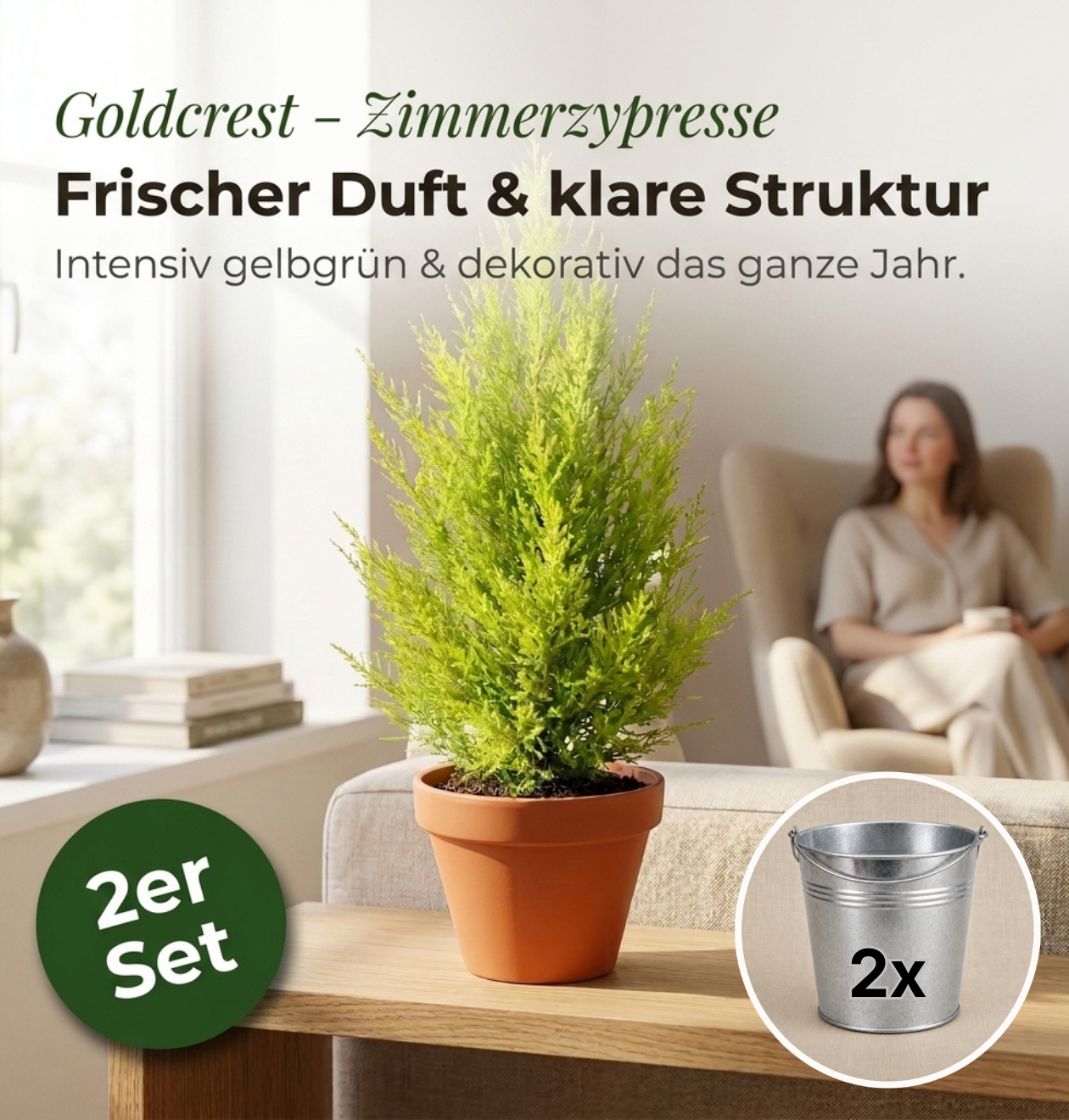 Zimmerzypresse + 2x Zinktopf | 2er-Set | Goldcrest | ca. 40-50 cm | Ø 12-15 cm Topf
