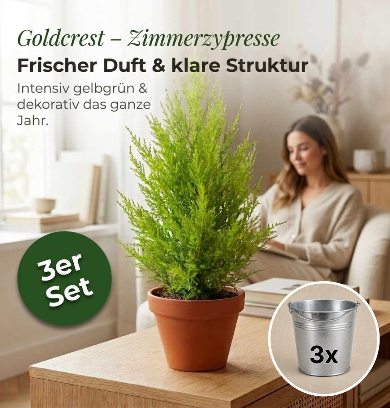 Zimmerzypresse + 3x Zinktopf | 3er-Set | Goldcrest | ca. 40-50 cm | Ø 12-15 cm Topf