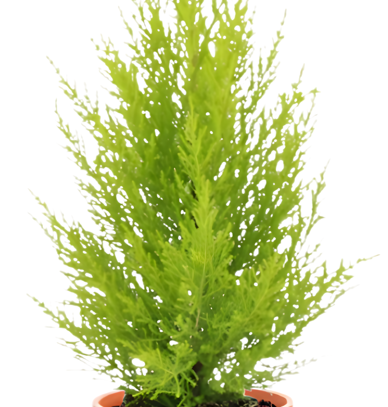 Zimmerzypresse | 2er-Set | Goldcrest | ca. 40-50 cm | Ø 12-15 cm Topf