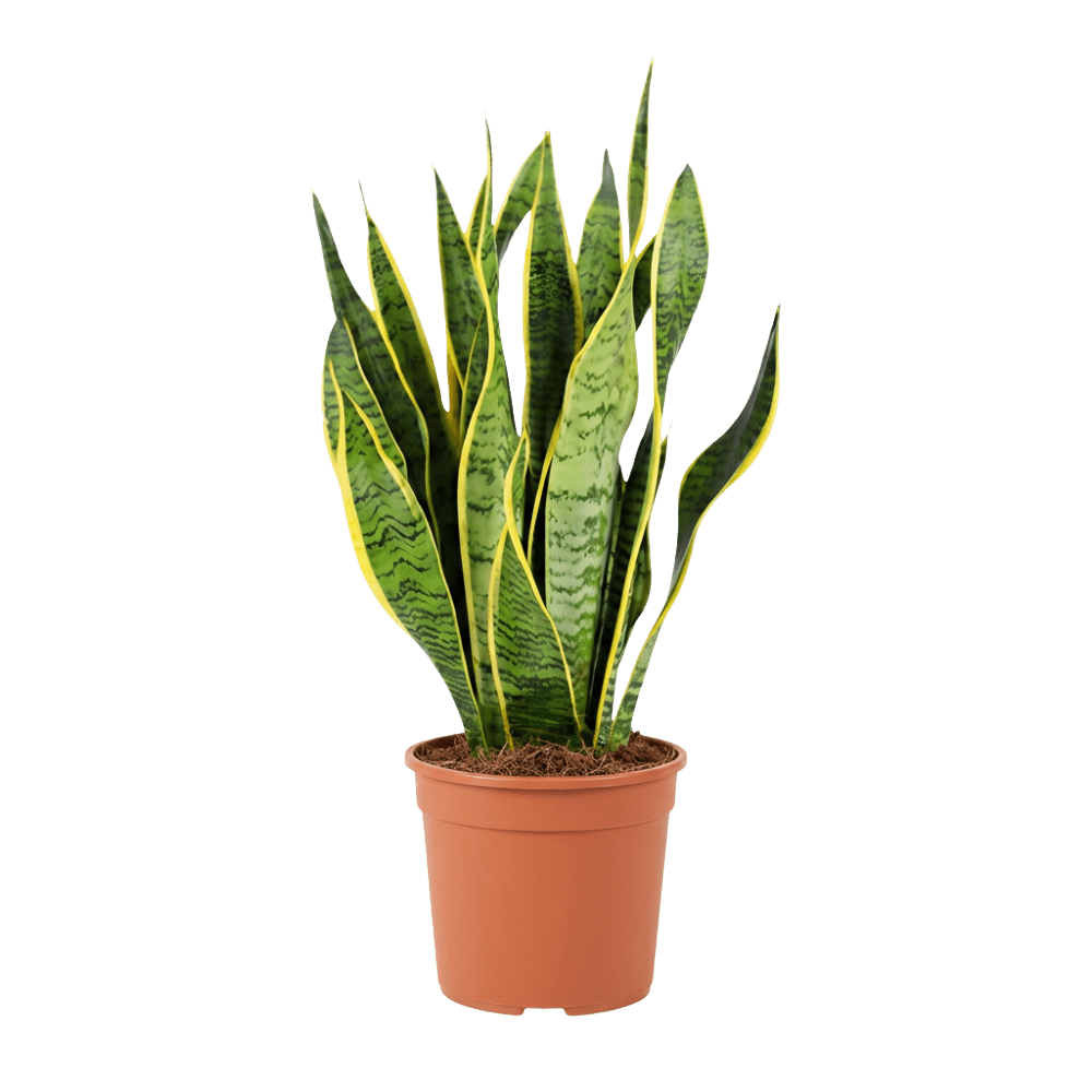 Bogenhanf | Sansevieria - Blume Ideal