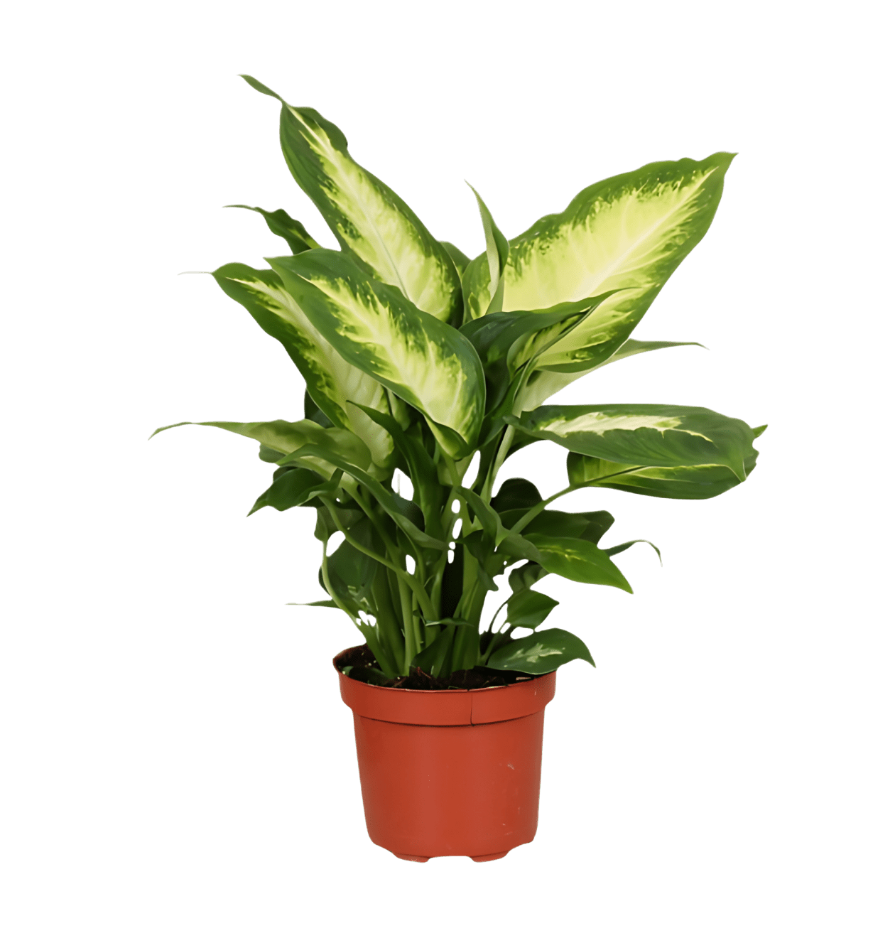 Dieffenbachia | 3er - Set | ca. 40 - 50 cm | Ø 12 - 15 cm Topf - Blume Ideal