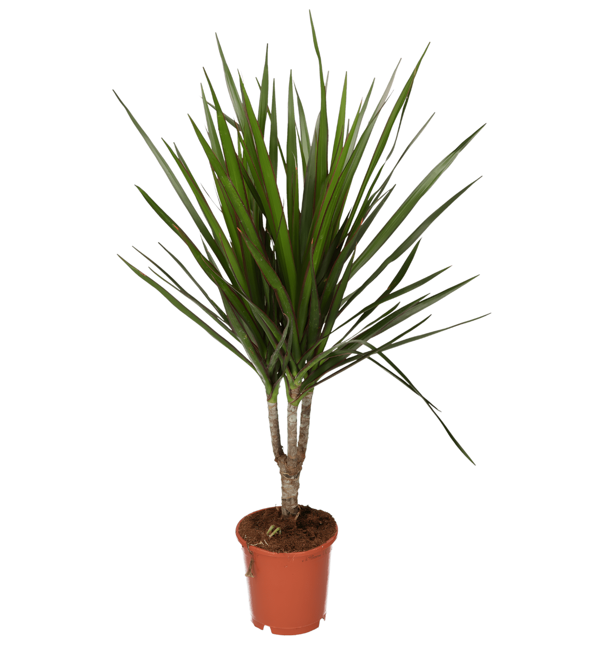Drachenbaum | 2er - Set | Dracaena | ca. 40 - 50 cm | Ø 12 - 15 cm Topf - Blume Ideal