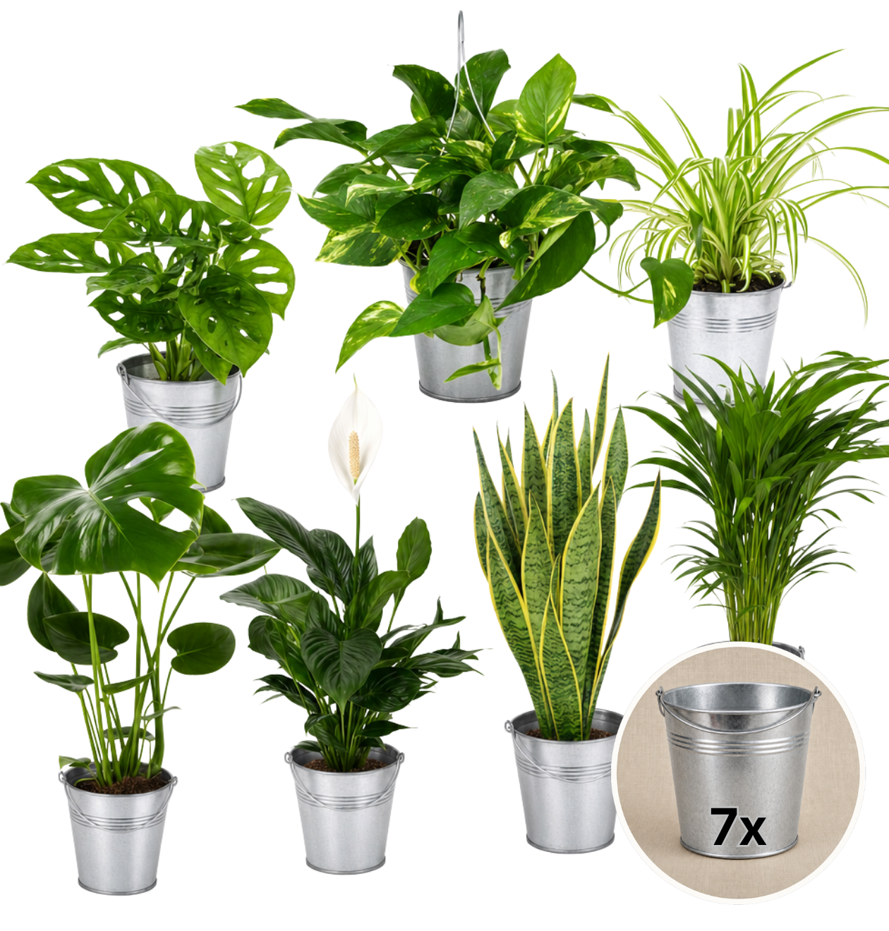 “EasyCare” Pflanzenset + Zinktopf | 7er - Set | ca. 30 - 60 cm | Ø 12 - 15 cm Topf - Blume Ideal