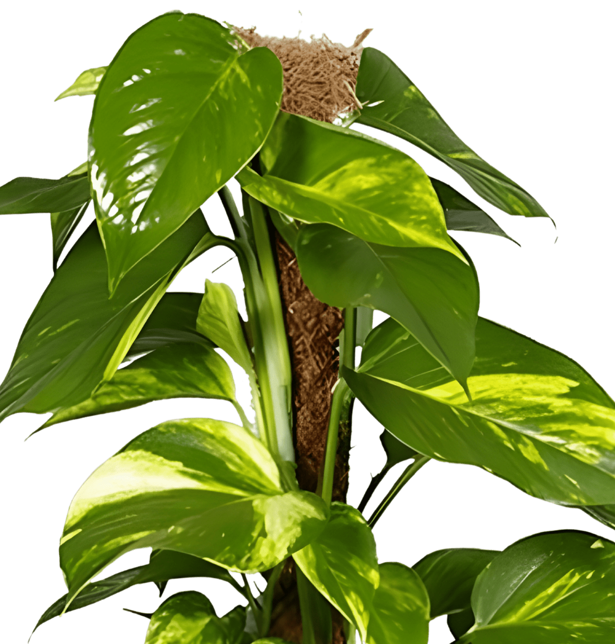 Efeutute am Moosstab | 2er - Set | Epipremnum Aureum | Ø 60 - 70 cm | ø 12 - 15cm Topf - Blume Ideal