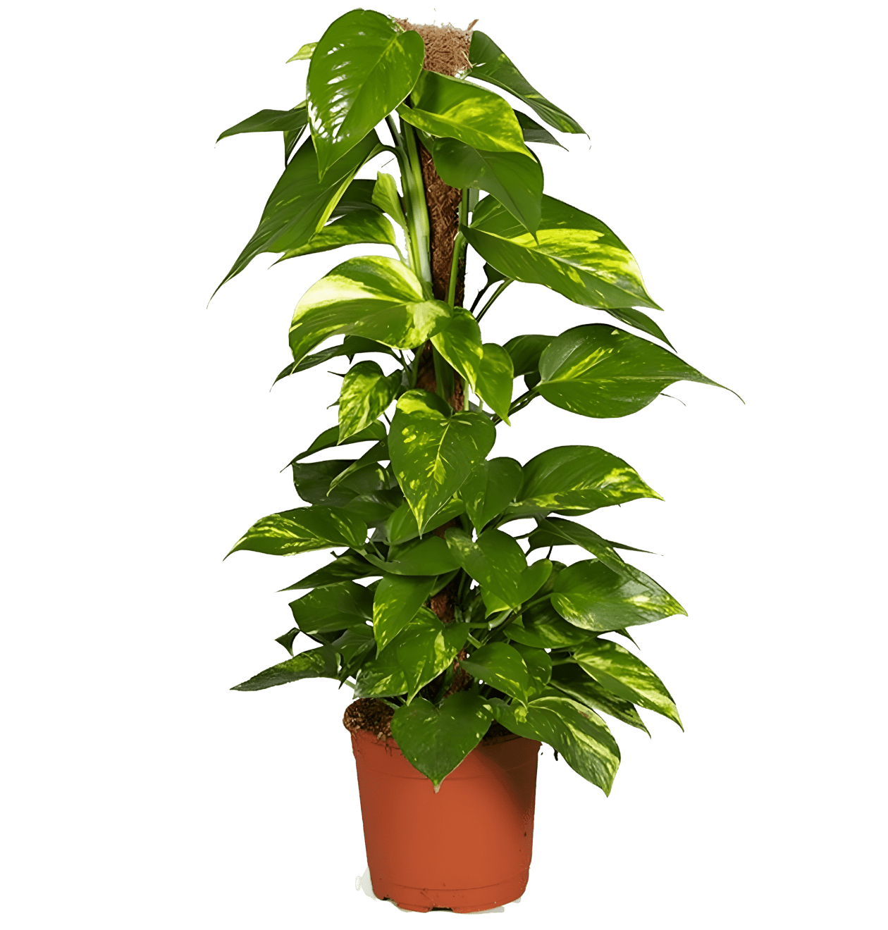 Efeutute am Moosstab | Epipremnum Aureum | Ø 60 - 70 cm | ø 12 - 15cm Topf - Blume Ideal