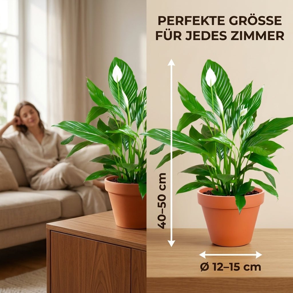 Einblatt + 3x Cremefarbener Zinktopf | 3er-Set | Spathiphyllum | ca. 40-50 cm | Ø 12-15 cm Topf - Blume Ideal