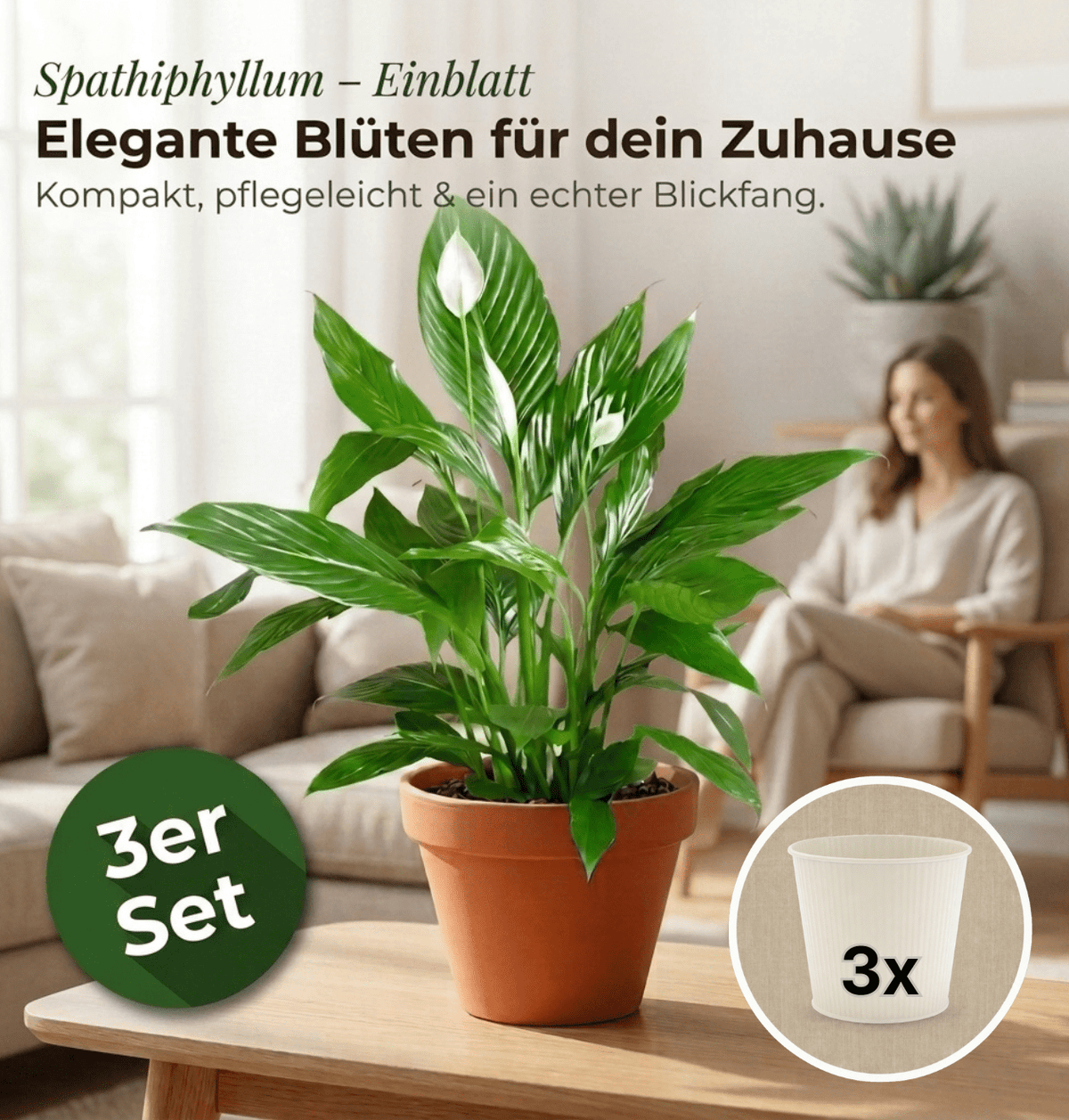 Einblatt + 3x Cremefarbener Zinktopf | 3er-Set | Spathiphyllum | ca. 40-50 cm | Ø 12-15 cm Topf - Blume Ideal