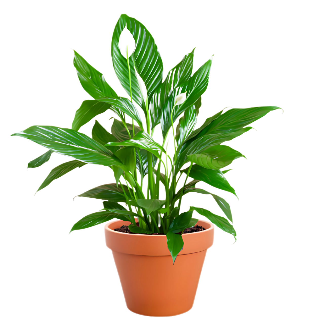 Einblatt | Spathiphyllum | ca. 40 - 50 cm | Ø 12 - 15 cm Topf - Blume Ideal