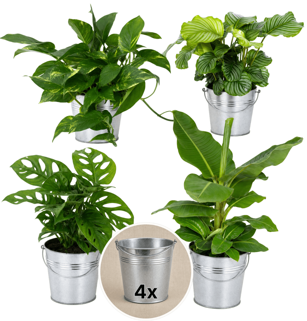 “Exotica” Pflanzenset + Zinktopf | 4er - Set | ca. 25 - 50 cm | Ø 12 - 15 cm Topf - Blume Ideal