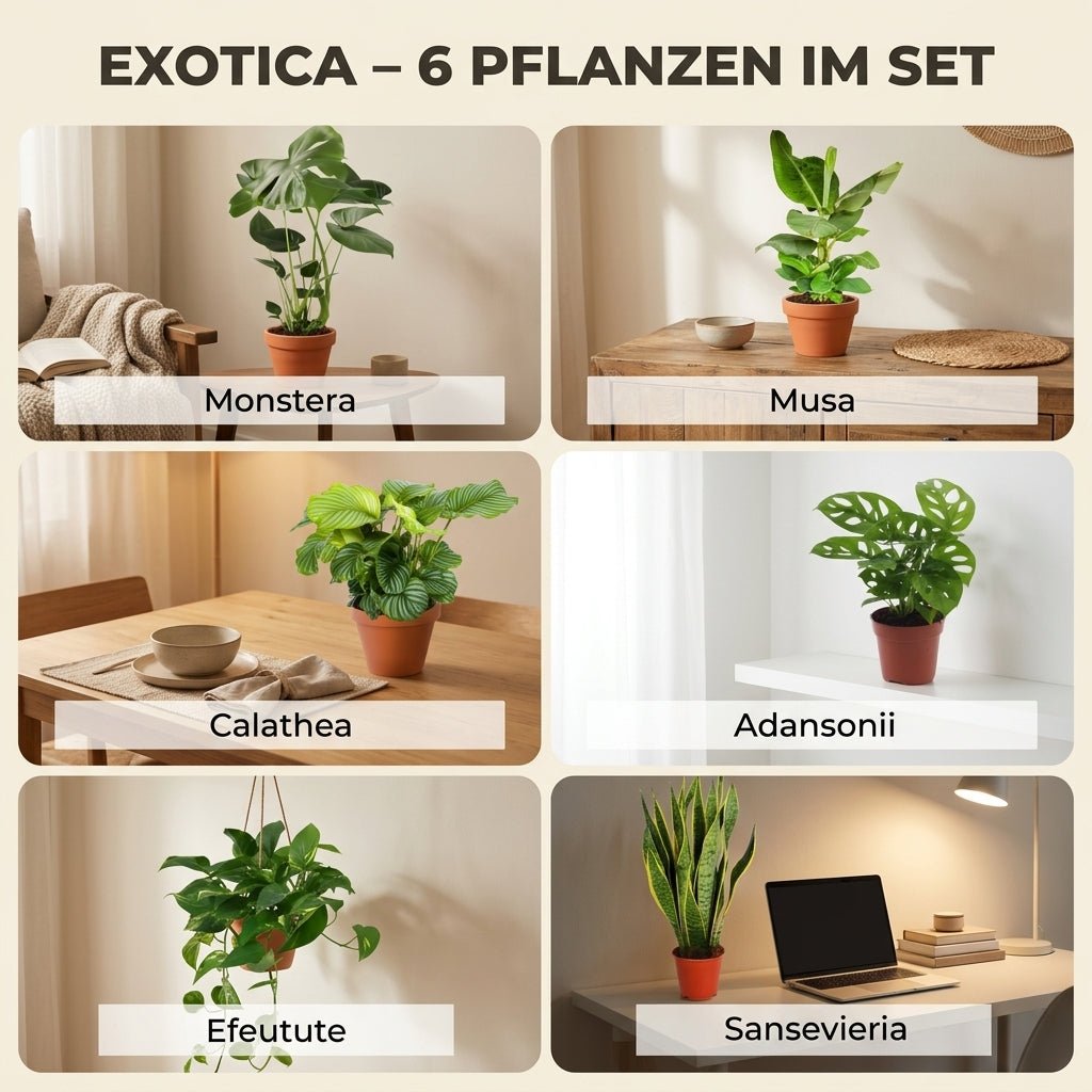 “Exotica” Pflanzenset + Zinktopf | 6er - Set | ca. 25 - 50 cm | Ø 12 - 15 cm Topf - Blume Ideal