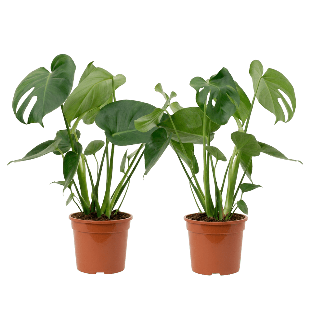 Fensterblatt | Monstera deliciosa - Blume Ideal
