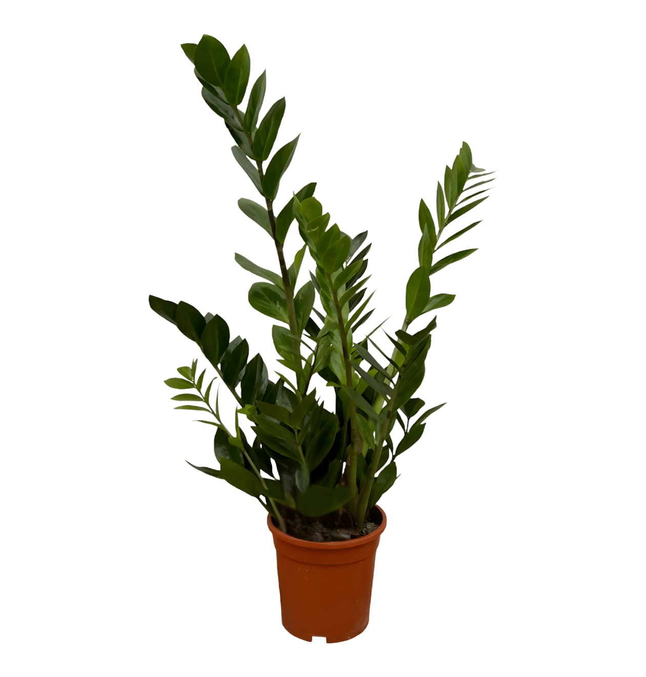 Glücksfeder | 2er - Set | Zamioculcas zamiifolia | ca. 40 - 50 cm | Ø 12 - 15 cm Topf - Blume Ideal