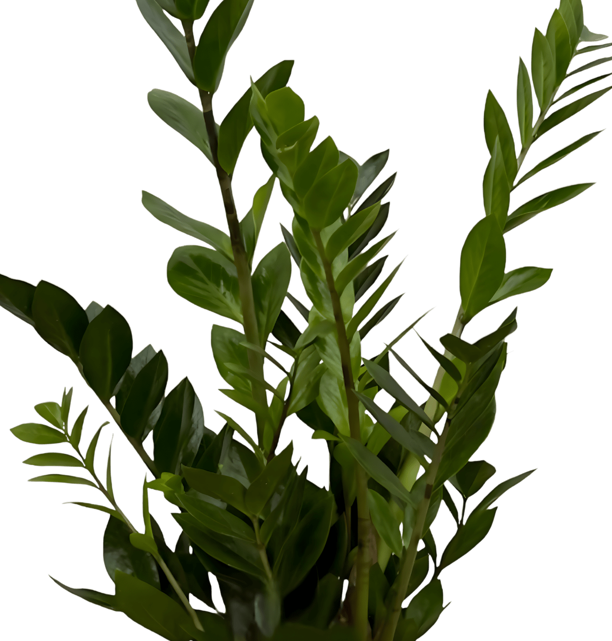 Glücksfeder | Zamioculcas zamiifolia | ca. 40 - 50 cm | Ø 12 - 15 cm Topf - Blume Ideal