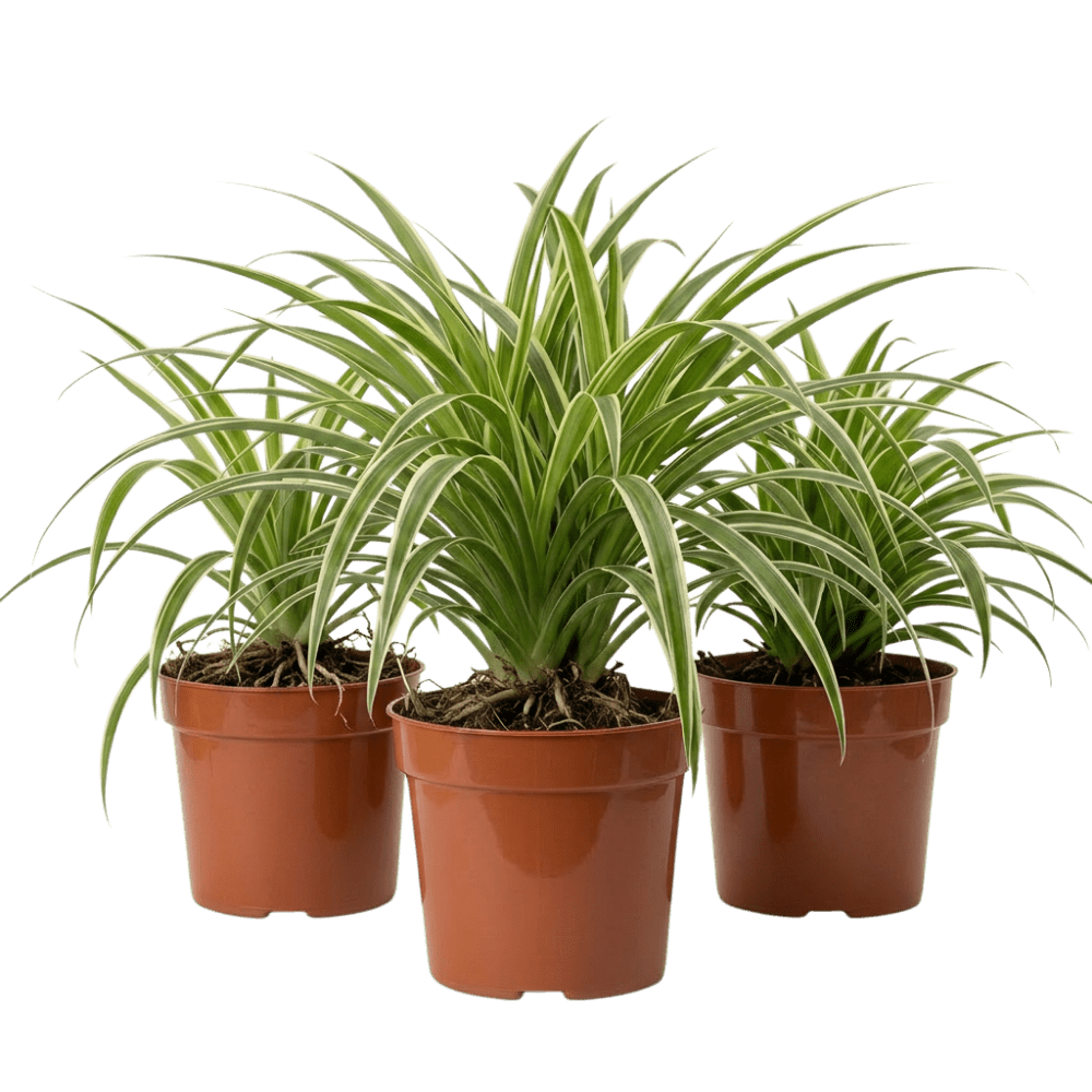 Grünlilie | Chlorophytum - Blume Ideal