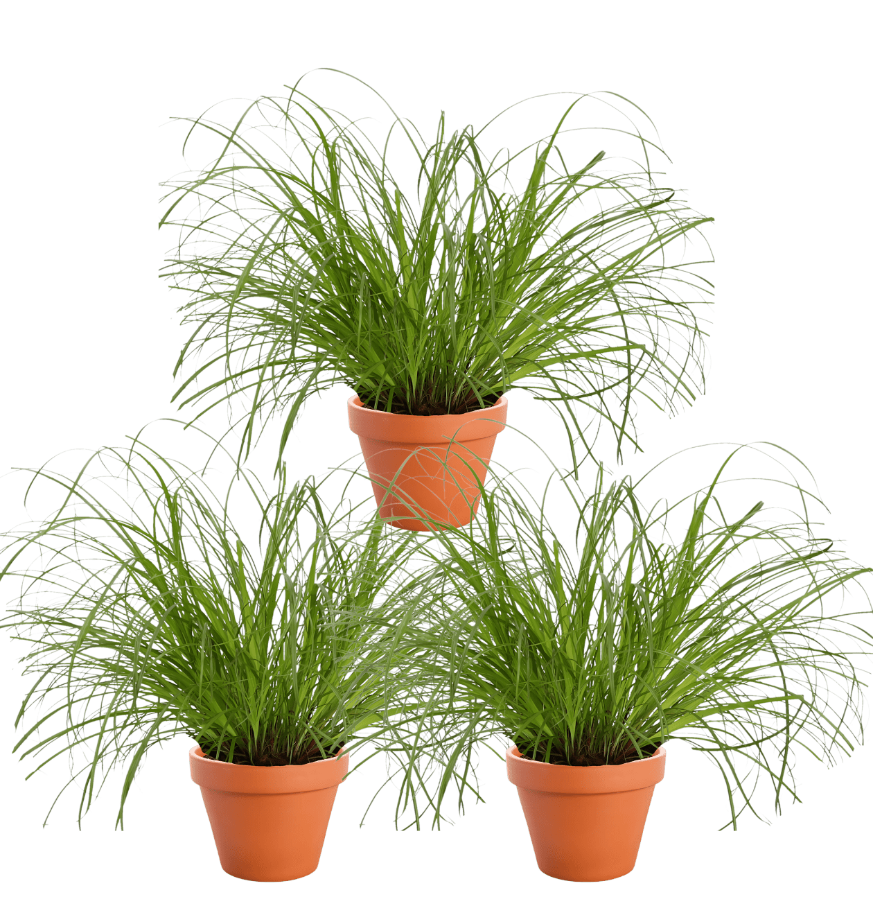 Katzengras | 3er - Set | Cyperus zumula | ca. 30 - 40 cm | Ø 12 - 15 cm Topf - Blume Ideal
