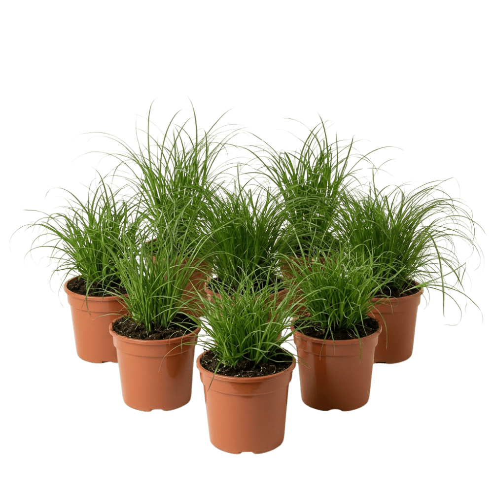 Katzengras | Cyperus zumula - Blume Ideal