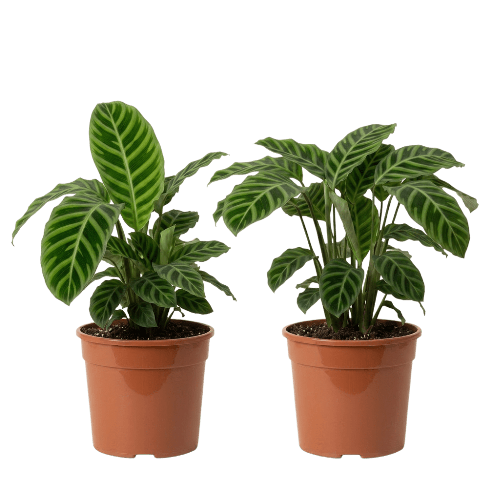 Korbmarante | Calathea - Blume Ideal