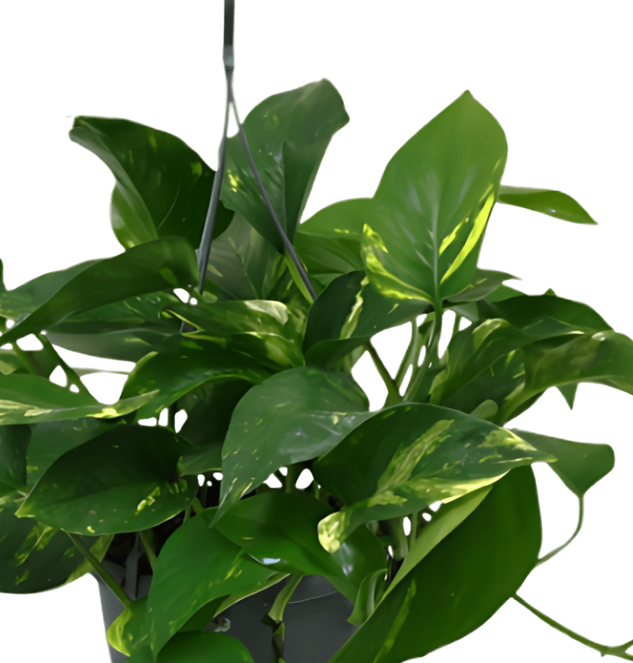 “Luftreiniger” Pflanzen - Set | 7er - Set | ca. 30 - 70 cm | Ø 12 - 15 cm Topf - Blume Ideal