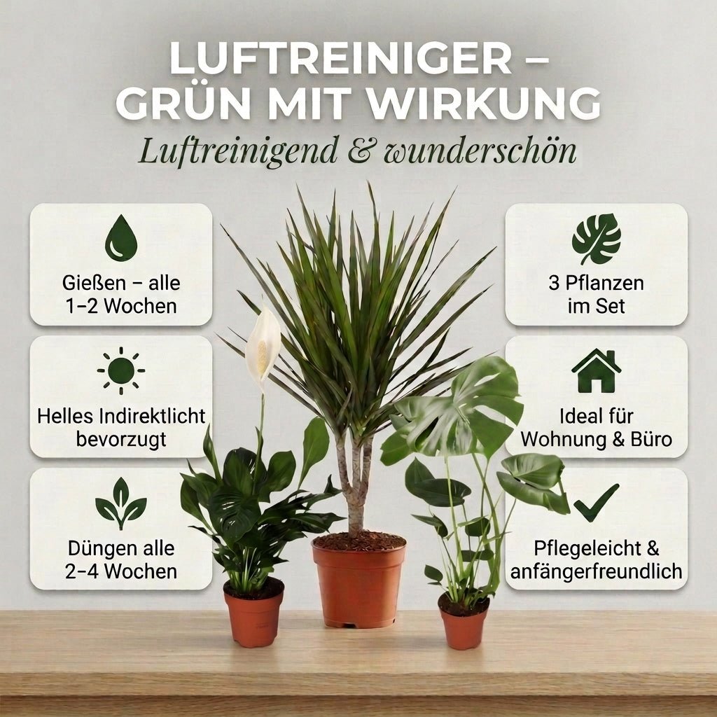 “Luftreiniger” Pflanzen - Set + Zinktopf | 3er - Set | ca. 40 - 70 cm | Ø 12 - 15 cm Topf - Blume Ideal