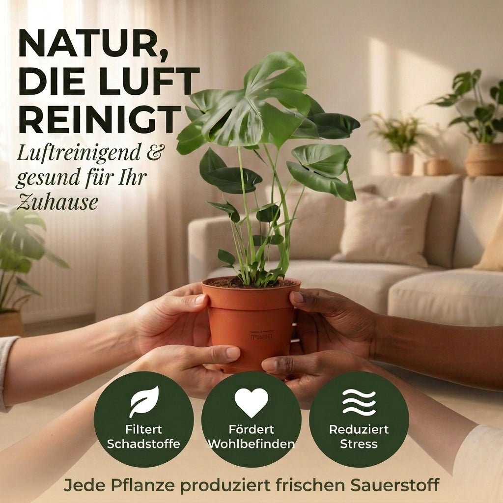 “Luftreiniger” Pflanzen - Set + Zinktopf | 3er - Set | ca. 40 - 70 cm | Ø 12 - 15 cm Topf - Blume Ideal
