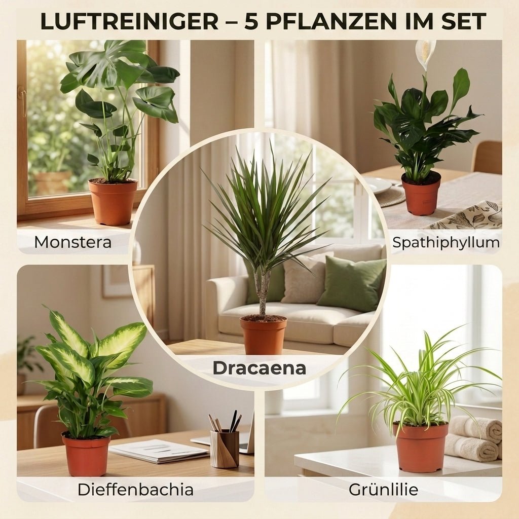 “Luftreiniger” Pflanzen - Set + Zinktopf | 5er - Set | ca. 40 - 70 cm | Ø 12 - 15 cm Topf - Blume Ideal