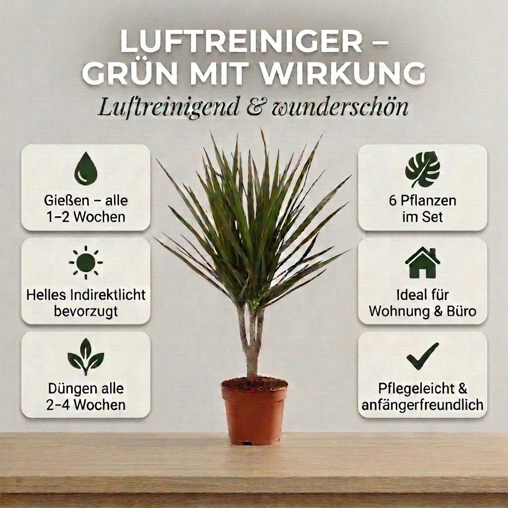 “Luftreiniger” Pflanzen - Set + Zinktopf | 6er - Set | ca. 40 - 70 cm | Ø 12 - 15 cm Topf - Blume Ideal