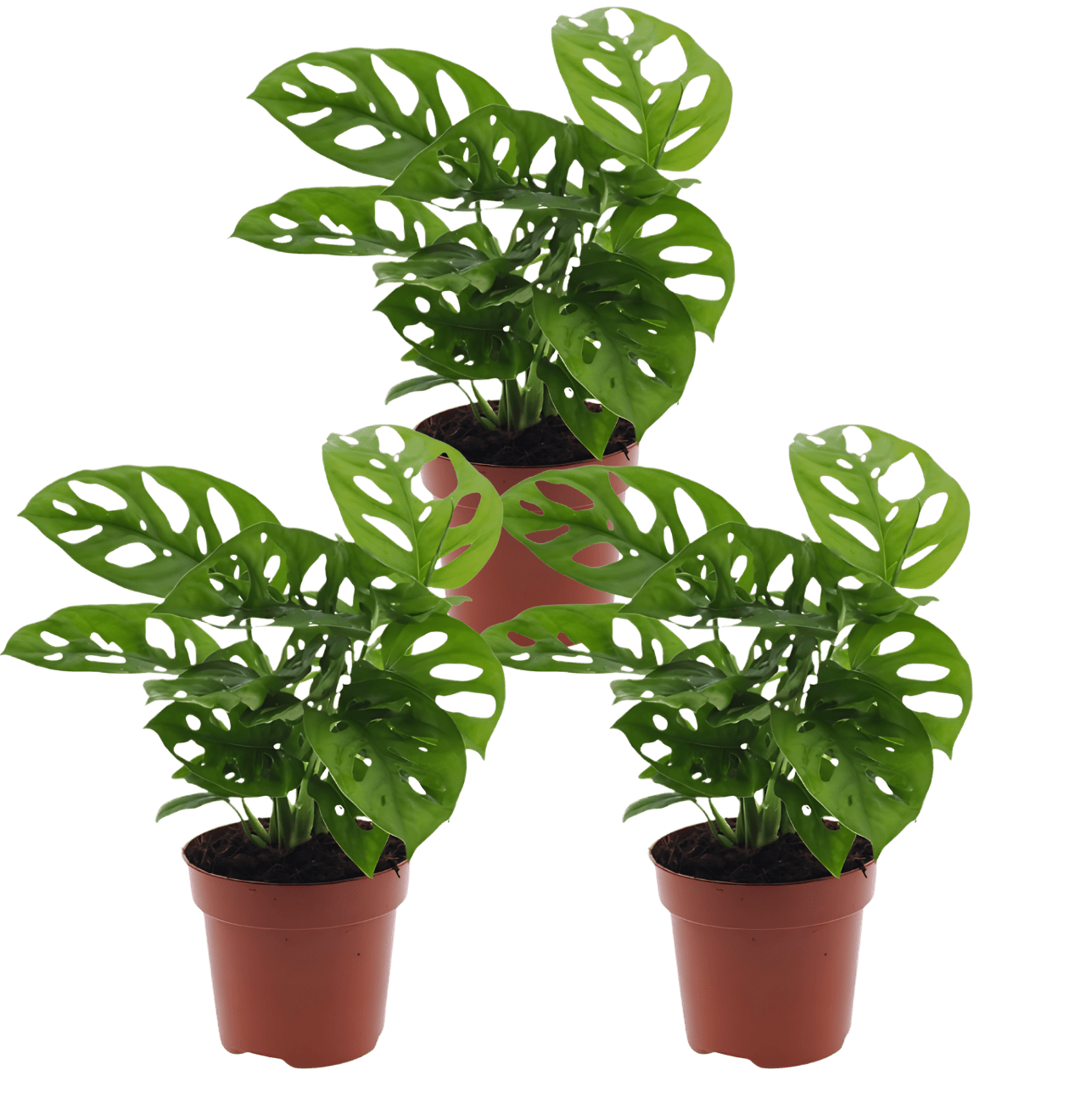 Monstera adansonii | 3er - Set | Affenblatt | ca. 25 - 30 cm | Ø 12 - 15 cm Topf - Blume Ideal