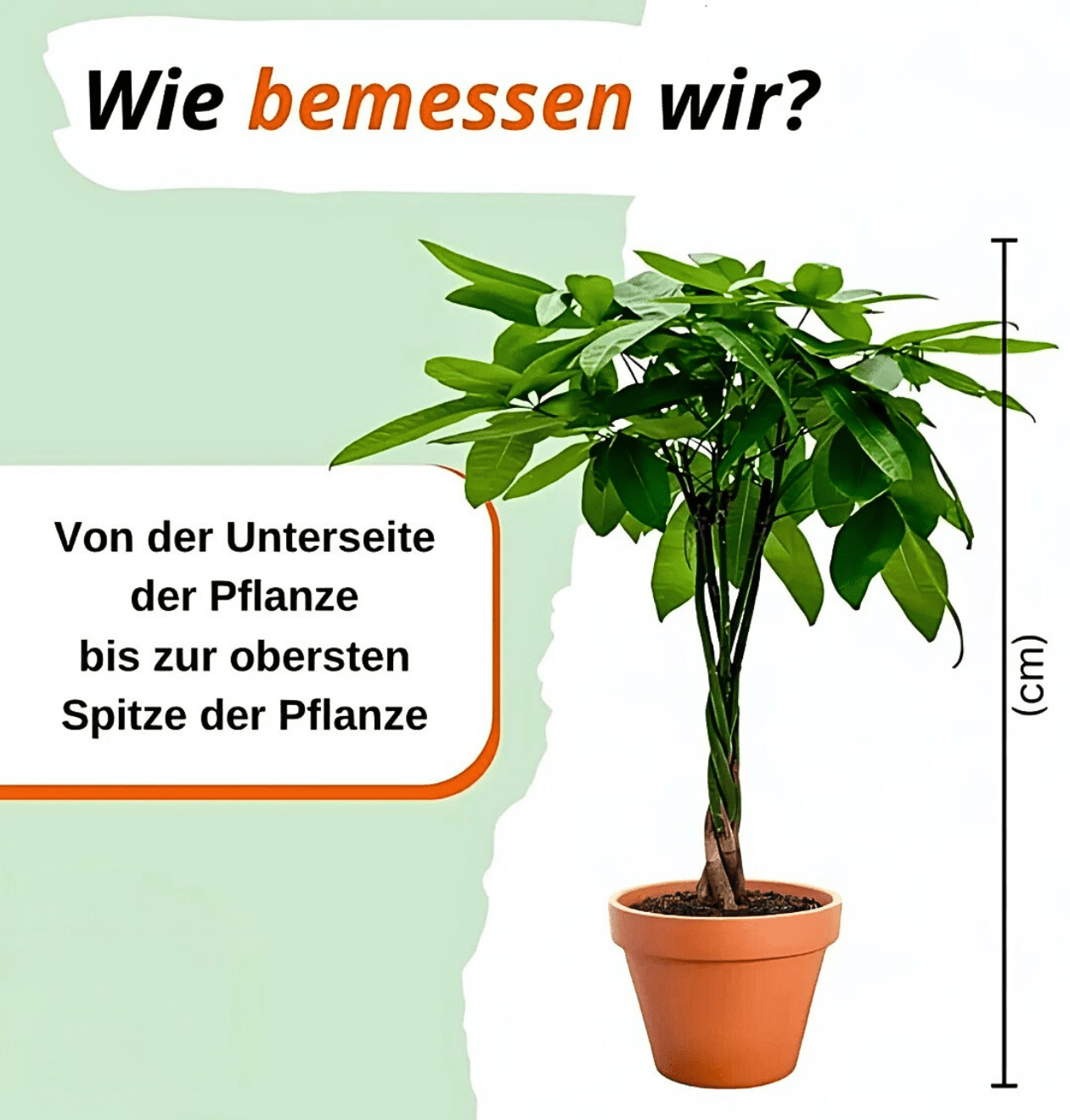 Monstera adansonii | 5er - Set | Affenblatt | ca. 25 - 30 cm | Ø 12 - 15 cm Topf - Blume Ideal