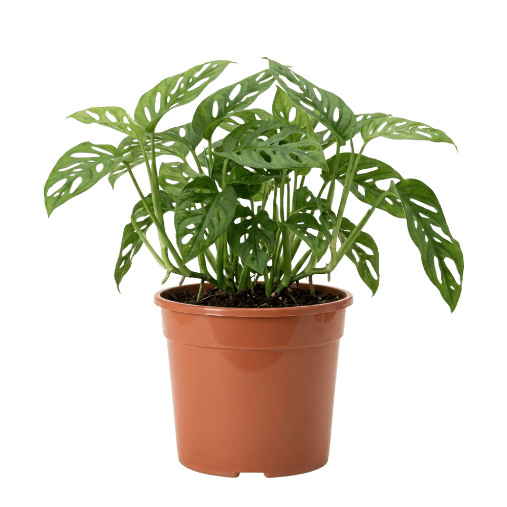 Monstera adansonii | Monkey Leaf - Blume Ideal