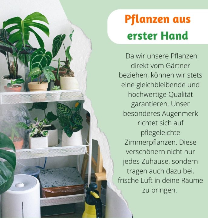 Monstera | “Deliciosa” | +/ - 55 - 65cm | ø 12 - 15cm Topf - Blume Ideal