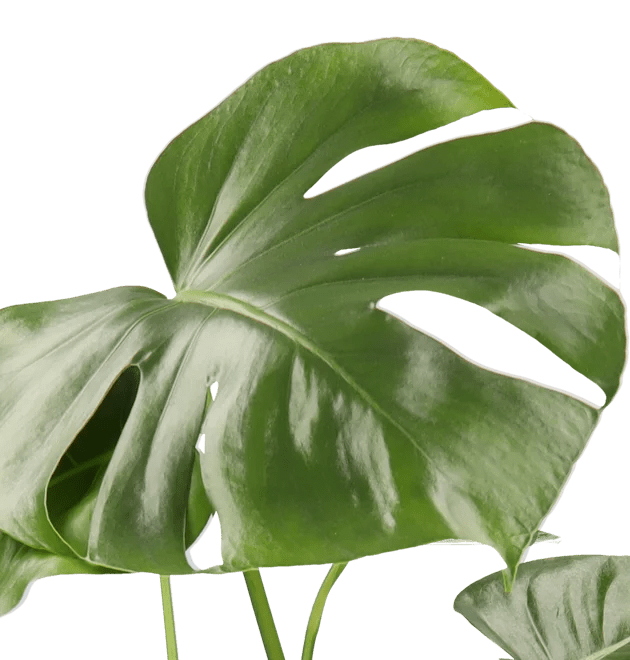 Monstera “Deliciosa” | +/ - 55 - 70cm | ø 12 - 15cm Topf - Blume Ideal