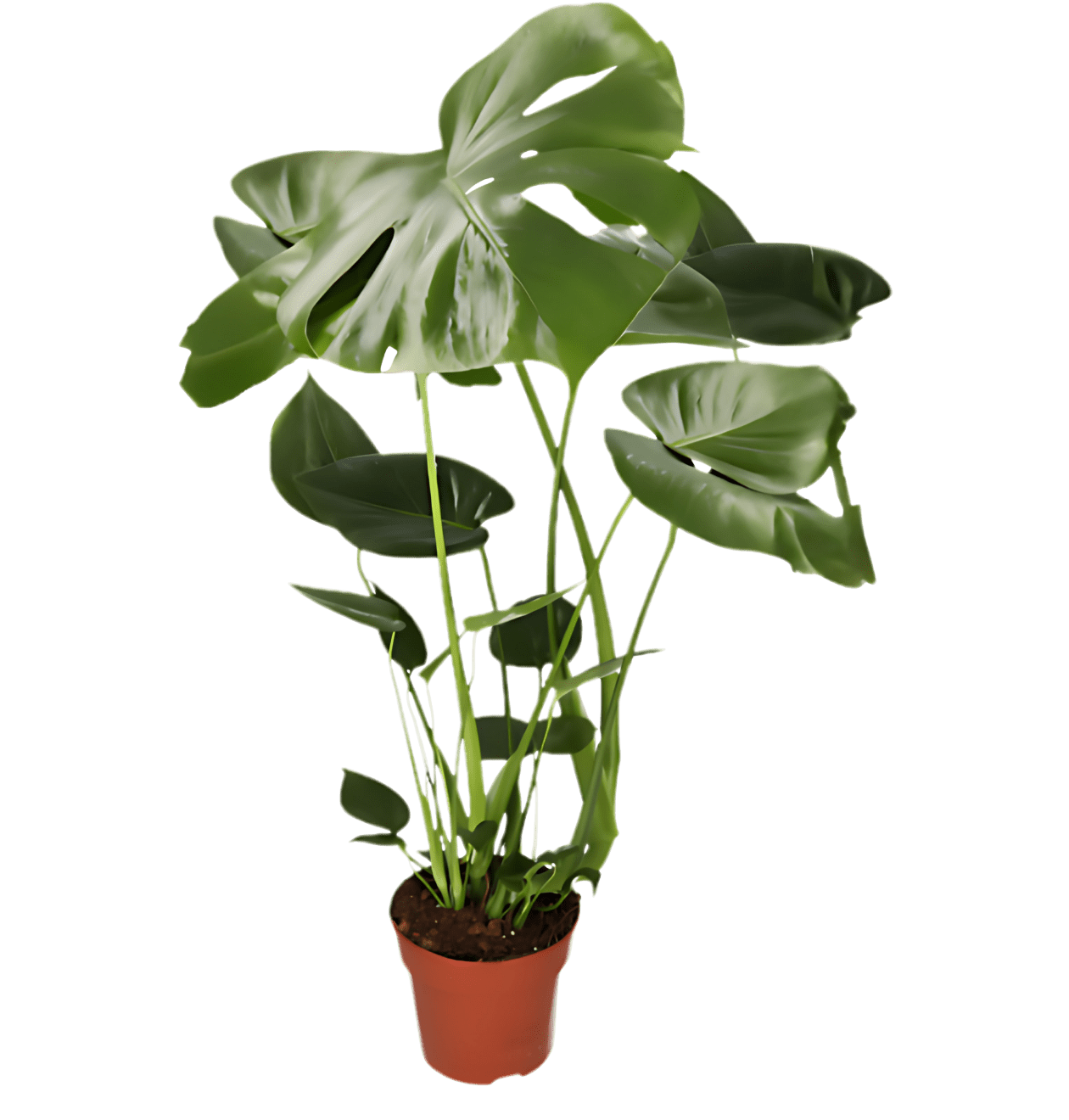 Monstera deliciosa | 5er - Set | Fensterblatt | ca. 55 - 70 cm | Ø 12 - 15 cm Topf - Blume Ideal