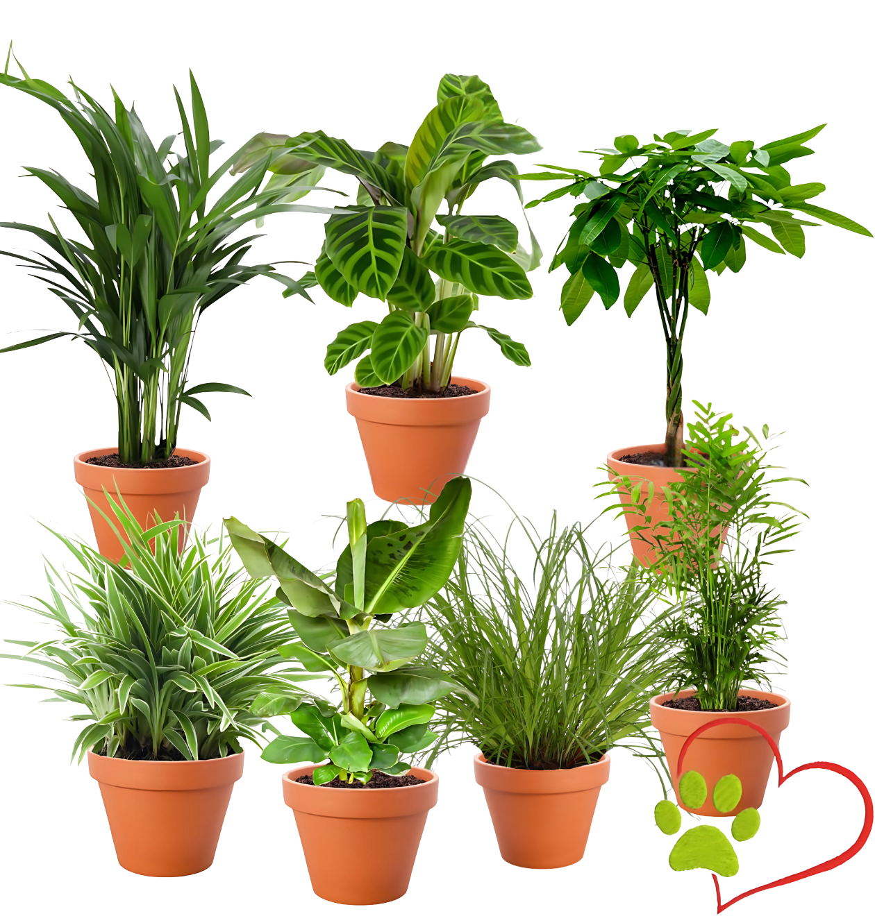 “Tierfreund” Pflanzen - Set | 7er - Set | ca. 30 - 60 cm | Ø 12 - 15 cm Topf - Blume Ideal
