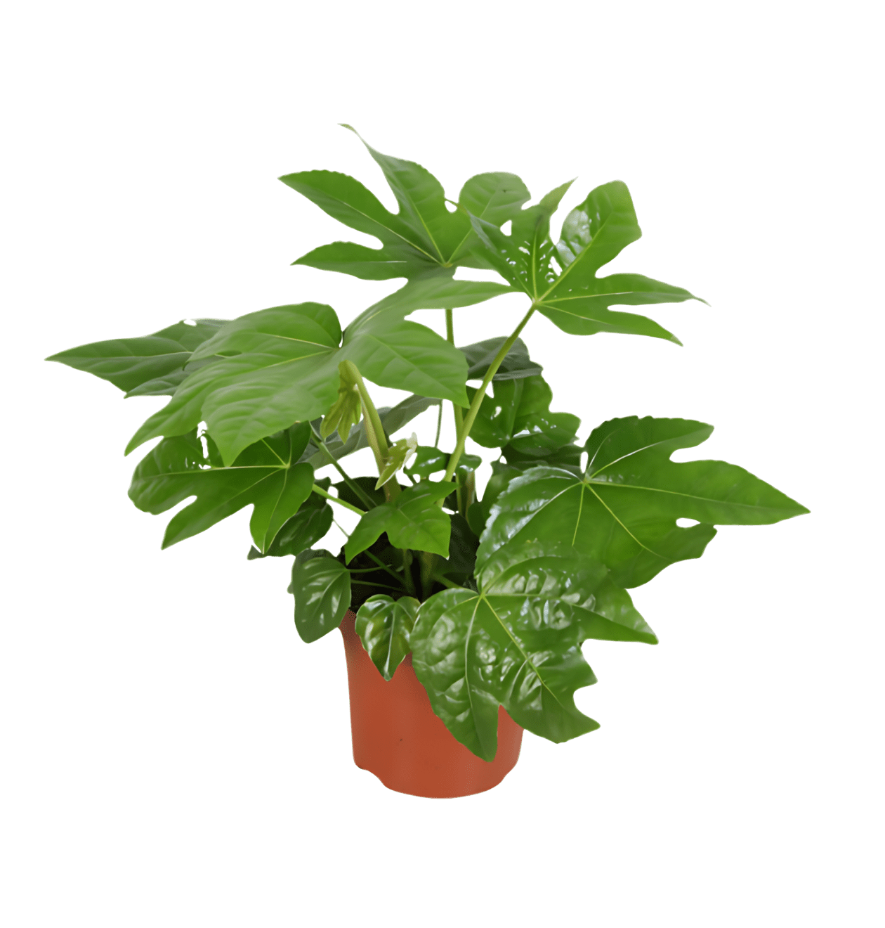 Zimmeraralie | 2er - Set | Fatsia japonica | ca. 40 - 50 cm | Ø 12 - 15 cm Topf - Blume Ideal