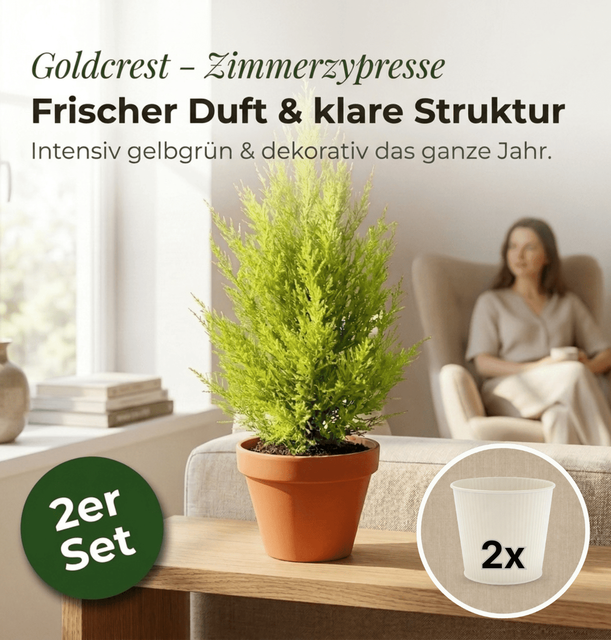 Zimmerzypresse + 2x Cremefarbener Zinktopf | 2er-Set | Goldcrest | ca. 40-50 cm | Ø 12-15 cm Topf - Blume Ideal
