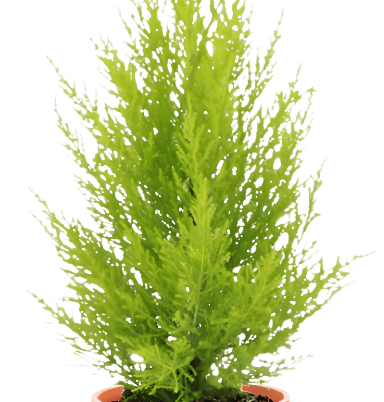 Zimmerzypresse | 3er - Set | Goldcrest | ca. 40 - 50 cm | Ø 12 - 15 cm Topf - Blume Ideal