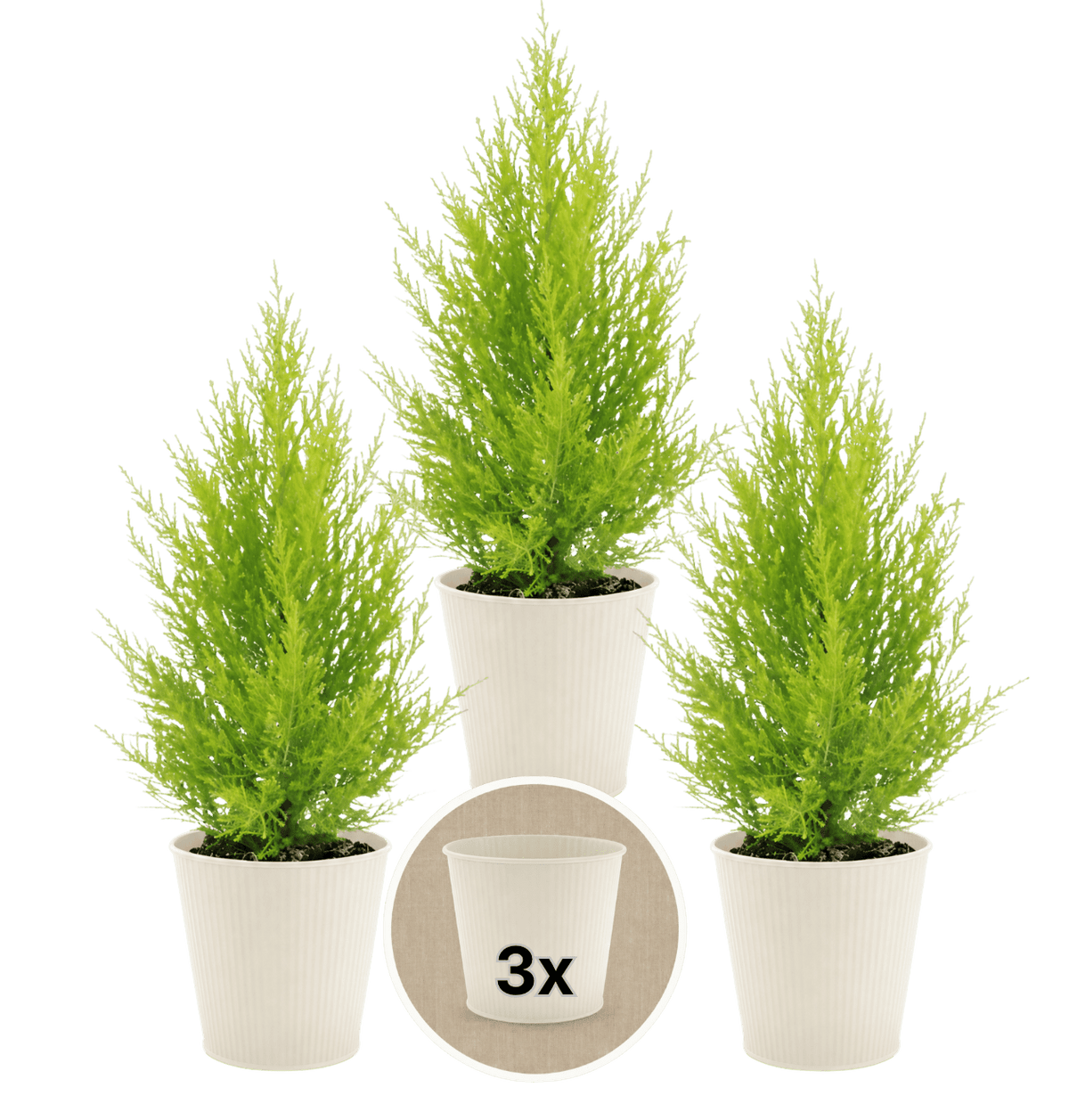 Zimmerzypresse + 3x Cremefarbener Zinktopf | 3er-Set | Goldcrest | ca. 40-50 cm | Ø 12-15 cm Topf - Blume Ideal