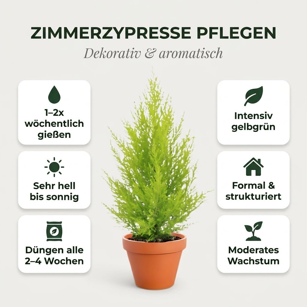 Zimmerzypresse + 3x Cremefarbener Zinktopf | 3er-Set | Goldcrest | ca. 40-50 cm | Ø 12-15 cm Topf - Blume Ideal