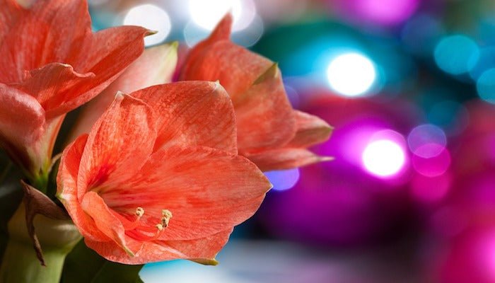Blumen Dezember - Diese Blumen blühen zum Weihnachtsfest - Blume Ideal